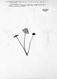 Mycena galericulata image